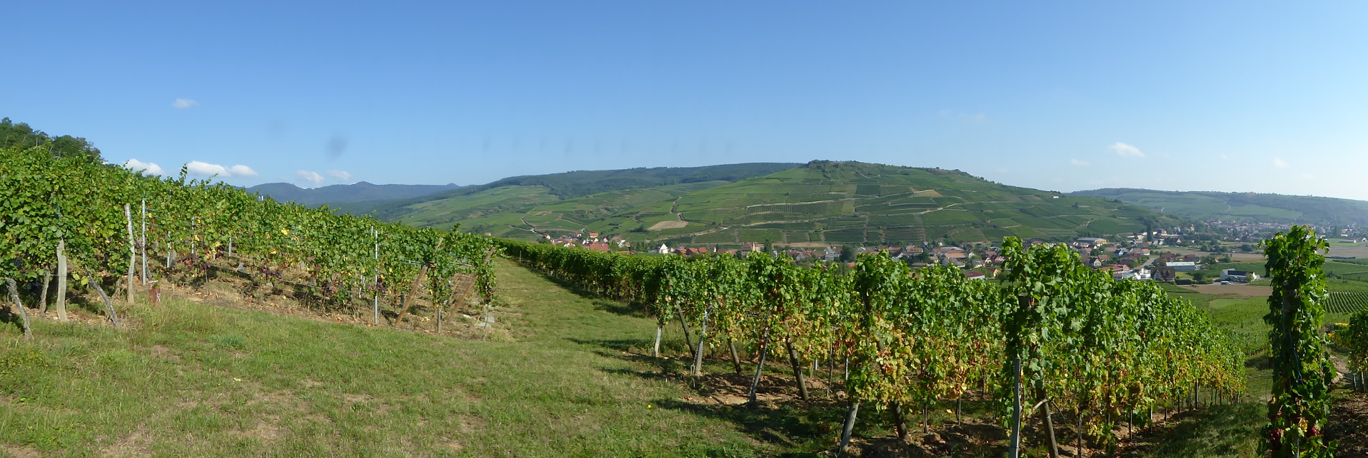 vignes-martin-klein.JPG